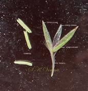  Pedicelled Spikelet - Male